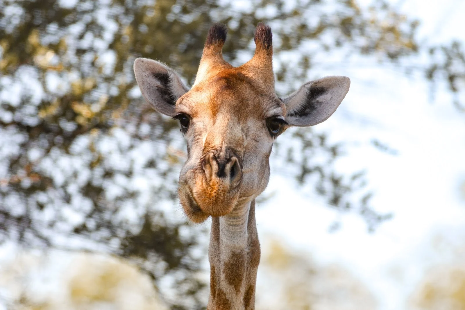 Featured image for “Waarom kauwen slim is”